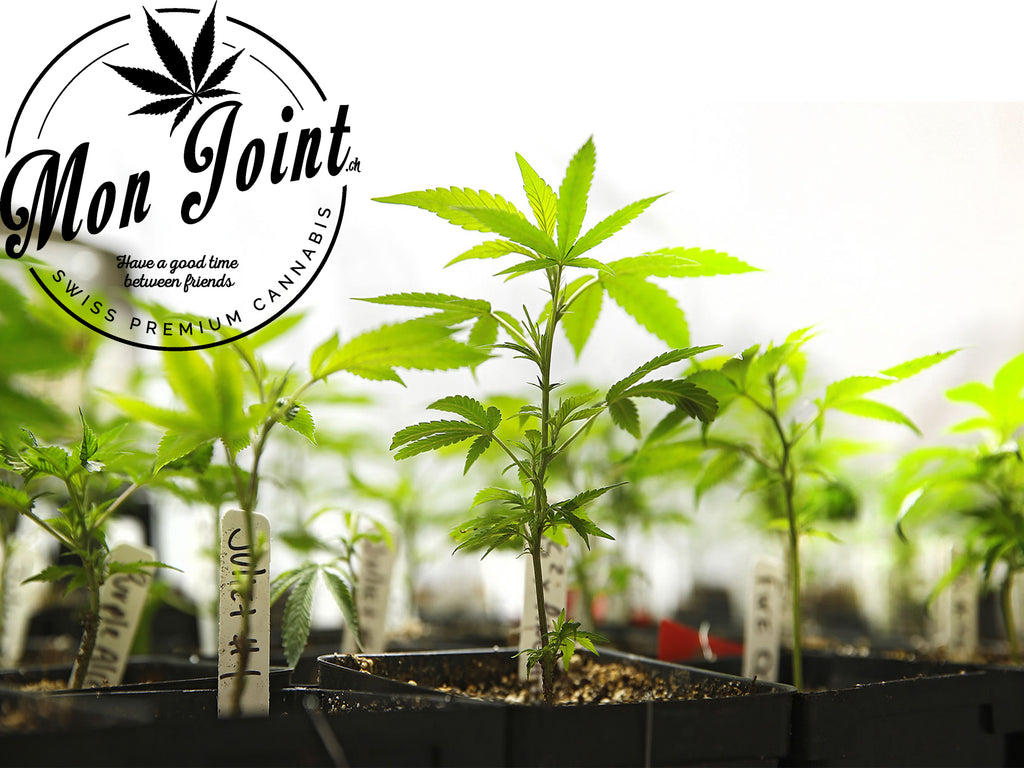 clones-cannabis-boutures-monjoint-CBD-cannainvest